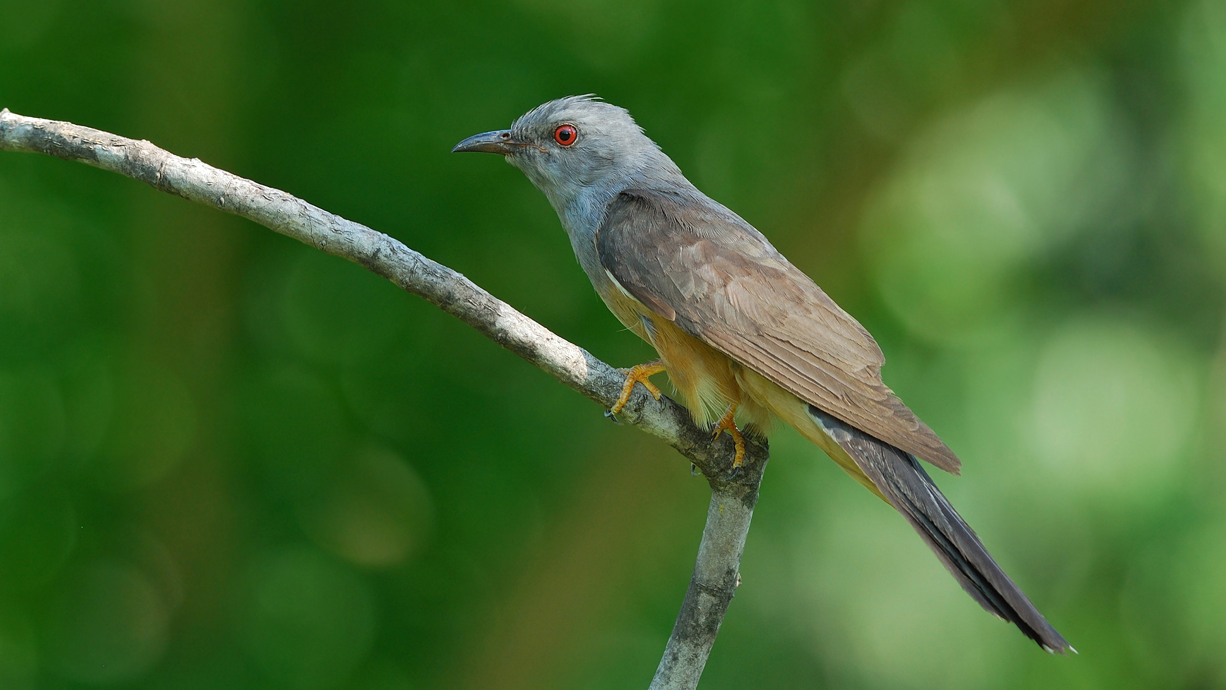 Perching Birds